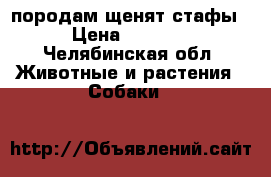 породам щенят стафы › Цена ­ 3 000 - Челябинская обл. Животные и растения » Собаки   